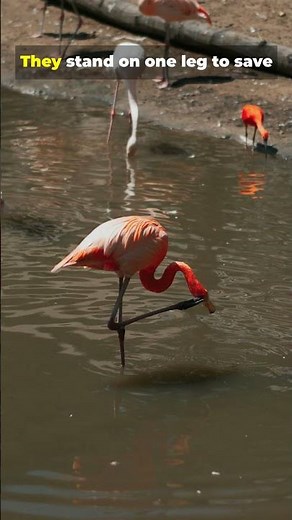 Scientists Were Stumped: Why Flamingos Stand on One Leg 🦩 #flamingo #facts #mysteryshorts