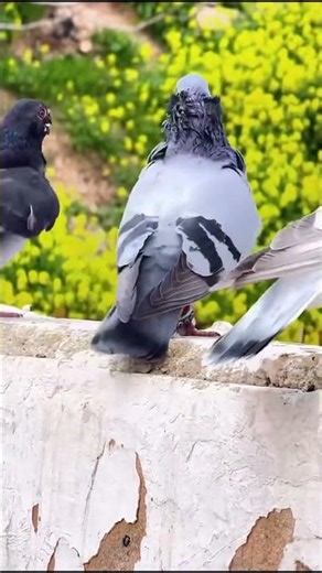 حمام ولا اروع.الحمام عنا احلى