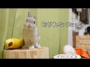 ドヤ顔で切り株に飛び乗るも、自分で降りられなくなり毎回飼い主に救助されちゃうウサギさん