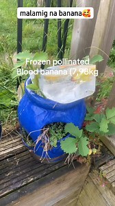 1M views · 13K reactions | swap banana ku malaki malamig 殺 #roblox #fyp #fbreels #growagarden #brookhaven | Its me JQ1 | Facebook