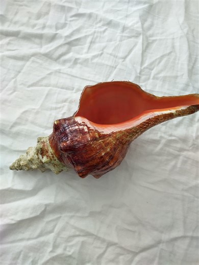 Beautiful Florida State Shell - Horse Conch - Etsy