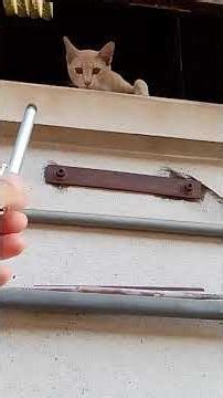 #Cat escaped from the factory 😽