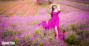 Cánh đồng hoa cúc bách nhật tím lịm như trời Âu ở Hà Nội