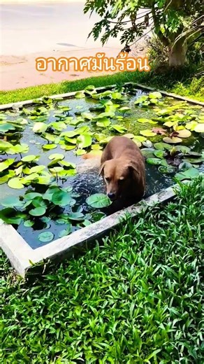 อากาศร้อนมาก #แอบลงสระ #น้องหมาแอบลงสระบัว แช่น้ำเย็นชื่นใจ เพราะแดดมันร้อน