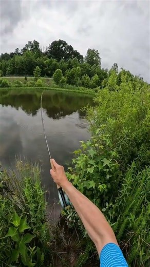 Dry Popper Dropper. Say that 10 times. #flyfishing #fishing #fishtok #flyfishdelawhere #fisherman