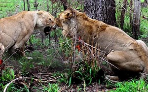 狮王竞争战斗过后，萨比森动物保护区内的狮群与狮子的动态去向