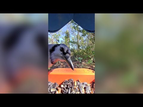 🕊️ Bird Buddy Feeder Compilation!