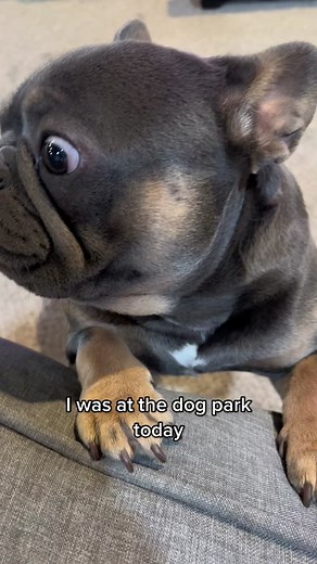 Protective French Bulldog Stands Up for Mom at the Dog Park