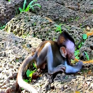 204K views · 2.7K reactions | OMG! Baby monkey is being left alone. #monkey | Daily Monkey | Facebook