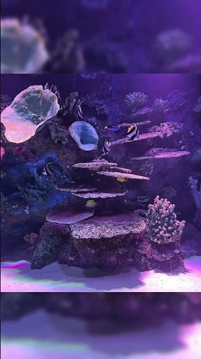 4K Aquarium Relaxation | Calm Fish Tank with Music for Sleep, Study & Meditation