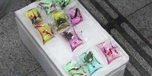 Live Animals Are Stuck Inside These Plastic Keychains