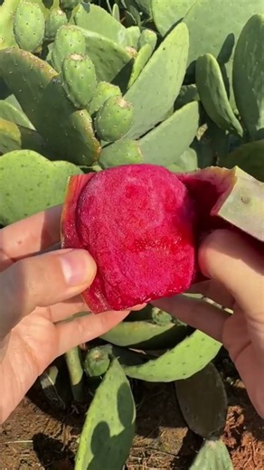 🌵🔪 Harvesting Fresh Prickly Pear Fruit Right from the Cactus
