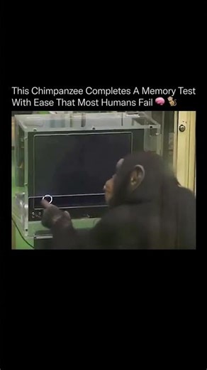 This Chimpanzee’s Memory Beats Almost Every Human 🧩⚡