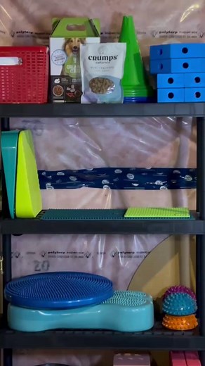 29K views · 336 reactions | For #NationalSeniorPetMonth, @baysideviszla__ shared her go-to exercises using her favorite FitPaws equipment for her senior pup, Gunner!  From building core strength to improving coordination and mobility, these exercises help keep him active, strong, and confident, so he can keep up with his sister Kiwi and stay ready for every adventure they take on together! 朗 #FitPaws #MadeToMove #TeamFitPaws #CanineFitness | FitPaws | Facebook