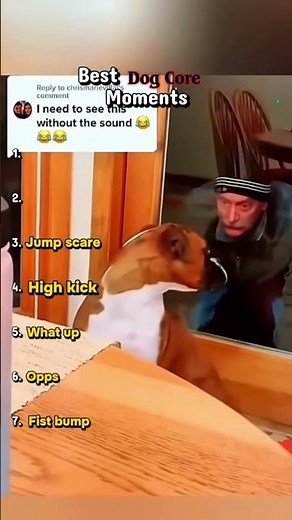 Best Dog Core Moments part one! Should I do more even should I do core videos?