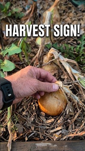 How to Know When Onions Are Ready to Harvest! 🧅