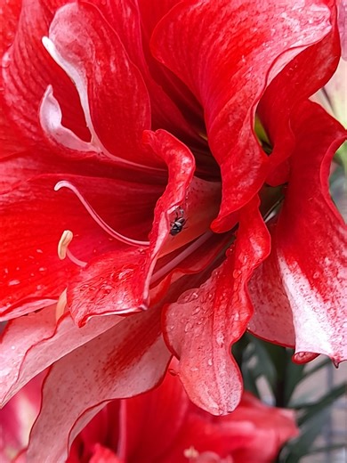 Bee Aware of Your Native Bees (Australia) | Gorgeous stingless native bee | Facebook