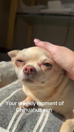 Dog burps can seem funny because they're an unexpected human-like sound from our pets!