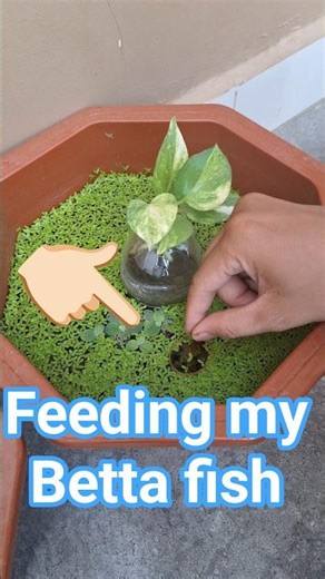 Feeding my Betta fish 🐠 #aquarium #bettafish #feeding