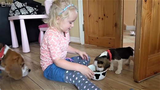 Little girl meets her new beagle puppy for the first time