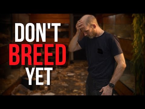 Don't Breed Boas Until You Watch This | Every Boa Breeder Have Made These Misstakes