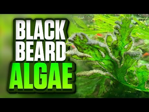 How I Permanently Got Rid Of The Black Beard Algae In My Aquarium!