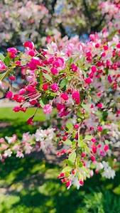 Amazing lovely flowers! Spring time #naturephotography #flowers #naturelovers #nature | Beauty of nature