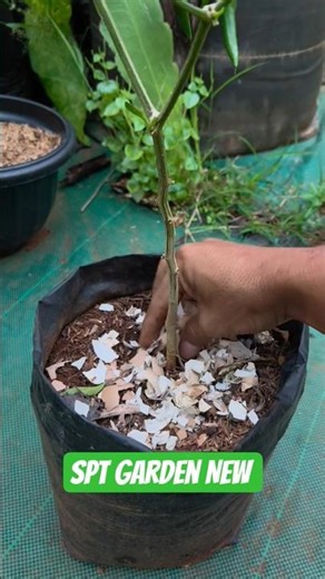 Planting capsicum plant in garden bags by using eggshells as Fertilizer #flowers #garden #gardening