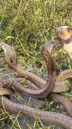 Wildlife : Cobra 🐍 Vs Cobra 🐍 : Fighting Cobras #wildlife #animals #cobra