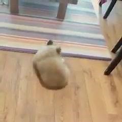 5.3K views · 206 reactions | I need him | Save Animals | Facebook