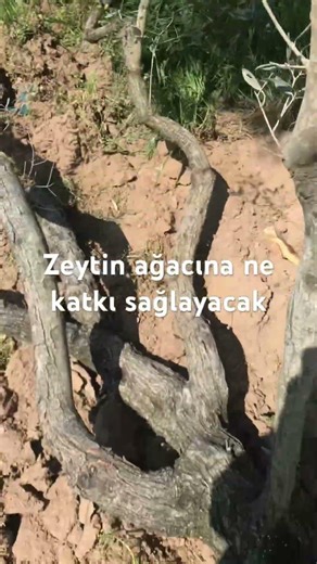 Zeytin ağacı bu kadar güzel şunlar ne yapsın
