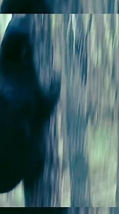 423K views · 2.7K reactions | The forest gave me signs, the hunt gave me purpose, and the rifle gave me the ending — bear down. | Diameter Tree | Facebook