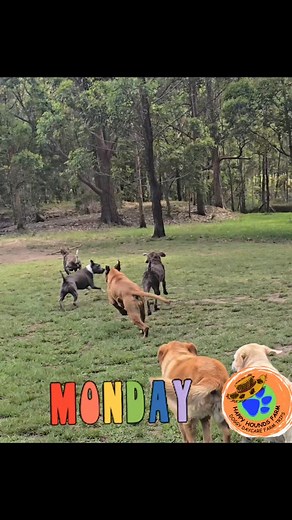 11 reactions | Happy Hounds Farm- Doggy Daycare Farm Trips on Reels | Facebook