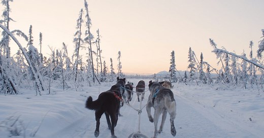 Alaska Mushing School