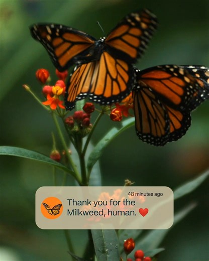 2.3K reactions · 360 shares | This next-generation of experiences delivers a world where nature is closer, more vibrant, and more interactive than ever. Created to spark curiosity, bring the hidden wonders of nature into focus, and inspire an even deeper connection.  And get ready, our Kickstarter campaign launches this spring!  | Birdbuddy | Facebook