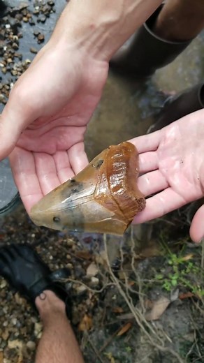 Megalodon shark tooth #sharkweek #megalodon #fossils #sharktooth #themeg #jaws #sharkweek2019 #shark