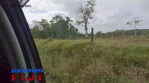 19K views · 322 reactions | Discovering Fiji | This week we travel to Serea, Naitasiri to find out more details on an old rubber tree plantation and industry that was established in Serea during the early 1900s. Like and follow our social media pages and subscribe to our YouTube channel for more videos and news cintent. #thefijitimes #discoveryingfiji #timesoriginals | The Fiji Times | Facebook