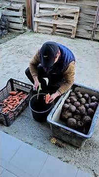 Storing beets in winter