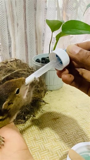 Baby Squirrel Feeding Time 🐿️ | Cute Rescue Squirrel Drinking Milk #petsquirrel #cutepets