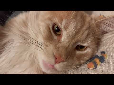 How to remove cat mats: my secret method