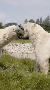 43K views · 749 reactions | Head over to our YT page for full video ‍❄️‍❄️ #polarbear #zookeeper #animallovers #bears #icelollies | Peak Wildlife Park | Facebook