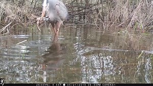In some ways, the Great Blue Heron is an avian version of the Great White Shark - an apex predator, genetically true to its prehistoric roots, with a preternatural ability to subdue and consume its prey. In short, a killing machine. A handful of years ago, trail cams placed in low-lying wetlands near Montana's Bitterroot River captured some pretty cool footage of Great Blue Herons on the hunt. You may notice the somewhat curious act of repeatedly dropping prey in the water before consumption. It