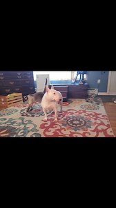 93K views · 4.3K reactions | Fast forward, Velcro Vermin vs Teflon Terrier 藍 #bullterrier #siamese #Ivan #BALOR #BFF #playtime | Ivan the Terribully Handsome Boy - Adopted | Facebook