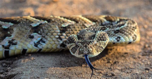 The deadliest snake species found on every continent