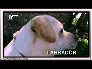 labrador