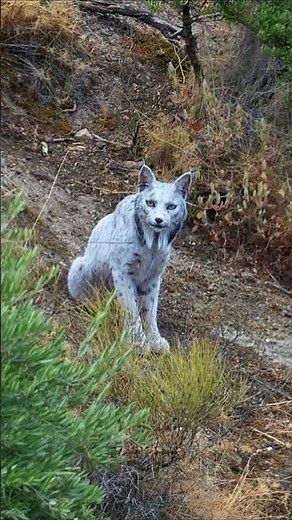 😱 World’s Rarest Animal Finally Captured on Camera! #RareAnimal