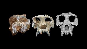 Вчені реконструювали череп мавпи віком 12 мільйонів років