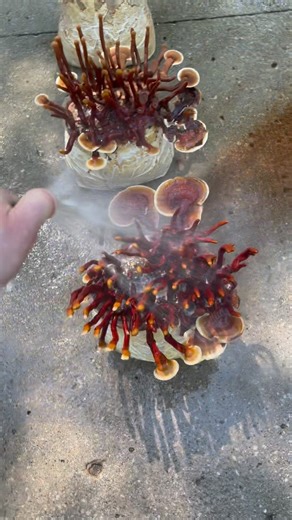 Giving these reishi mushrooms a quick bath to clean off the thick layer of spores revealing the beautiful colors underneath. Ganoderma sessile can make a mess of a grow tent 😆!!!!! 🍄 ❤️ 🔥 #mushrooms #fungi #reishi #ganoderma #homegrown #mushroomsofinstagram #mycology #cultivation | The Fungi Florist
