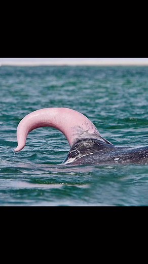 Unraveling Sea Monster Mythology with a Surprising Twist!🌊🐋