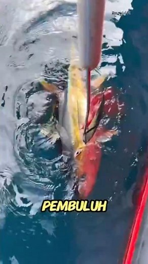 😱 Why Do Tuna Always Bleed When Caught?